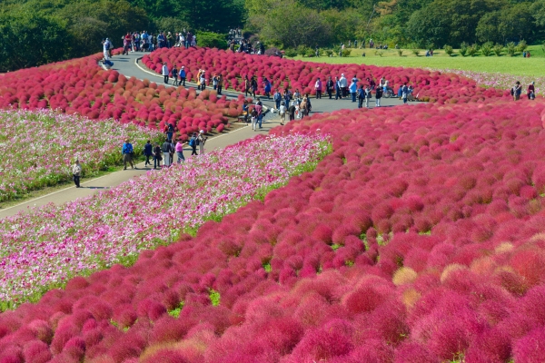 Autumn In Japan